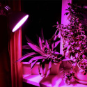 Żarówka LED do uprawy roślin A60 E27 8W 14 umol/s filament FITOLAMPY VIDEX